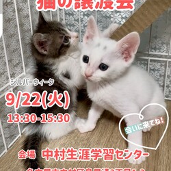 猫の譲渡会in名古屋