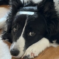 リー