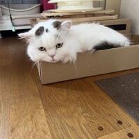 ベルリオーズ