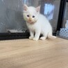8月7日産まれのモフモフ女子 サムネイル6