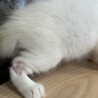 8月7日産まれのモフモフ女子 サムネイル7