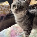 アメショ　シルバータビー　甘えん坊な4歳女の子