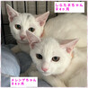 交渉中です。撫で撫でOK白猫しらたまちゃん