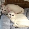 交渉中です。撫で撫でOK白猫しらたまちゃん サムネイル4