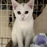 交渉中です。撫で撫でOK白猫しらたまちゃん サムネイル5