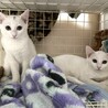 交渉中です。撫で撫でOK白猫しらたまちゃん サムネイル6