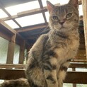 アメショブラウンパッチドタビー　5歳女の子