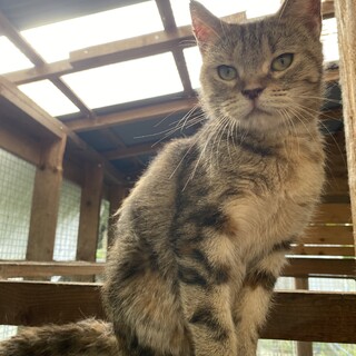 アメショブラウンパッチドタビー　5歳女の子