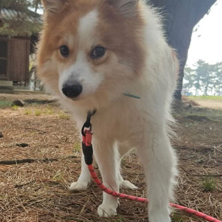 雑種　ヴィヴィ　雄　9kg　もうすぐ4歳