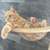 1歳マンチカン 甘えん坊で元気な男の子 サムネイル2