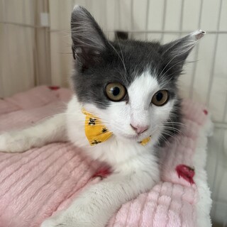 可愛いふわふわ中毛ショートくん⭐︎