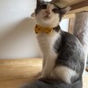 可愛いふわふわ中毛ショートくん⭐︎ サムネイル2