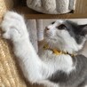 可愛いふわふわ中毛ショートくん⭐︎ サムネイル3