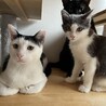 可愛いふわふわ中毛ショートくん⭐︎ サムネイル5