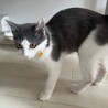 可愛いふわふわ中毛ショートくん⭐︎ サムネイル6