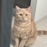 1歳マンチカン 甘えん坊で元気な男の子 サムネイル3