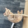 1歳マンチカン 甘えん坊で元気な男の子 サムネイル4