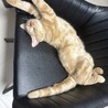 1歳マンチカン 甘えん坊で元気な男の子 サムネイル5