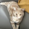 1歳マンチカン 甘えん坊で元気な男の子 サムネイル6