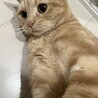 1歳マンチカン 甘えん坊で元気な男の子 サムネイル7