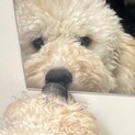 小さめスタンプー　多頭飼不可