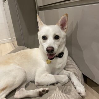 和犬mixの男の子　大和くん