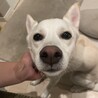 和犬mixの男の子　大和くん