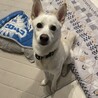 和犬mixの男の子　大和くん サムネイル3