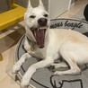 和犬mixの男の子　大和くん サムネイル4