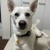 和犬mixの男の子　大和くん サムネイル5
