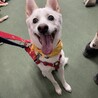 和犬mixの男の子　大和くん サムネイル6