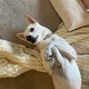 和犬mixの男の子　大和くん サムネイル7