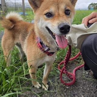 豆柴のかわいいももちゃん！