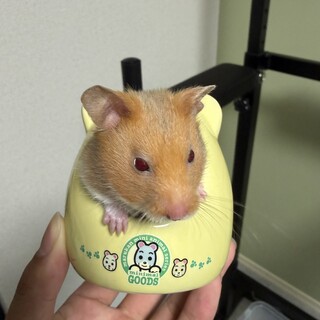 かわいいゴールデンハムスター　女の子