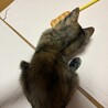 【10/11譲渡会】ちょっとヒョウ柄耳のサビちゃん サムネイル3