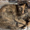 【10/11譲渡会】ちょっとヒョウ柄耳のサビちゃん サムネイル2