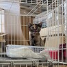 【10/11譲渡会】ちょっとヒョウ柄耳のサビちゃん サムネイル6