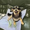 チワックス　里親募集 サムネイル2