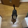 チワックス　里親募集 サムネイル4