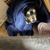 チワックス　里親募集 サムネイル6