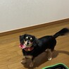 チワックス　里親募集 サムネイル7