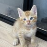 8月7日産まれのチャトラ君 サムネイル2