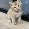 8月7日産まれのチャトラ君 サムネイル3