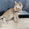 8月7日産まれのチャトラ君 サムネイル4