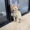 8月7日産まれのチャトラ君 サムネイル5