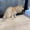 8月7日産まれのチャトラ君 サムネイル6