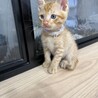8月7日産まれのチャトラ君 サムネイル7