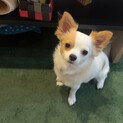 チワプー　里親募集