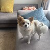 チワプー　里親募集 サムネイル2