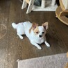 チワプー　里親募集 サムネイル3